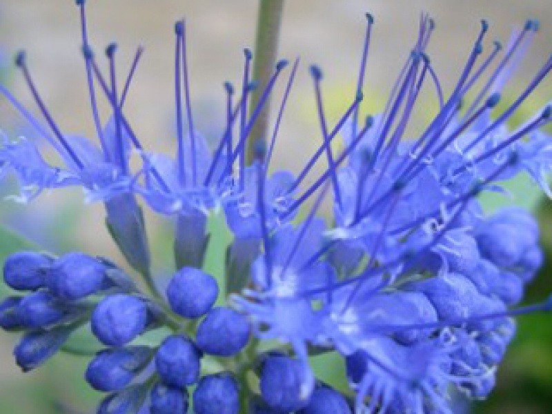 Крылоорешник