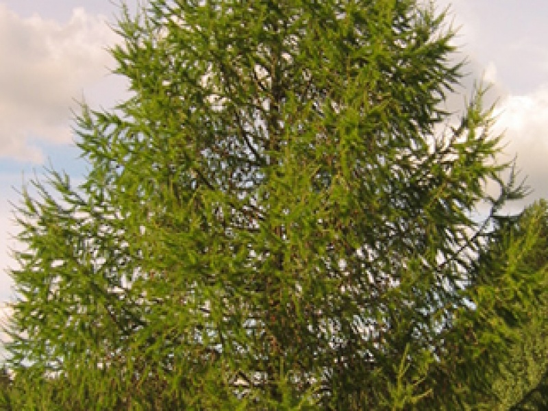 European larch