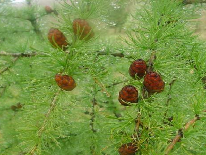 Лиственница сибирская