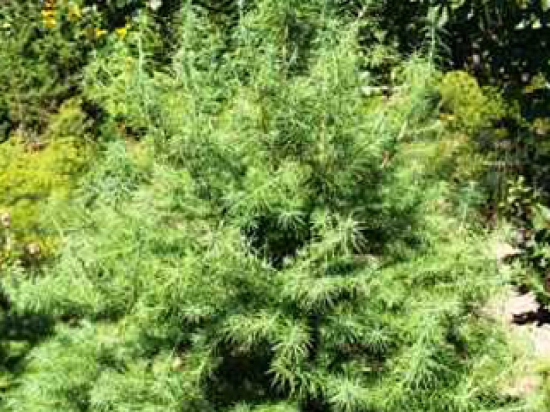 Лиственница тонкочешуиная