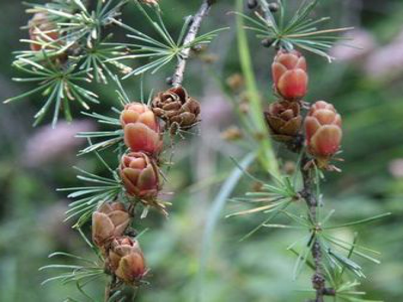 Лиственница американская