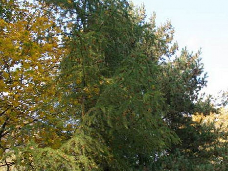 Лиственница западная