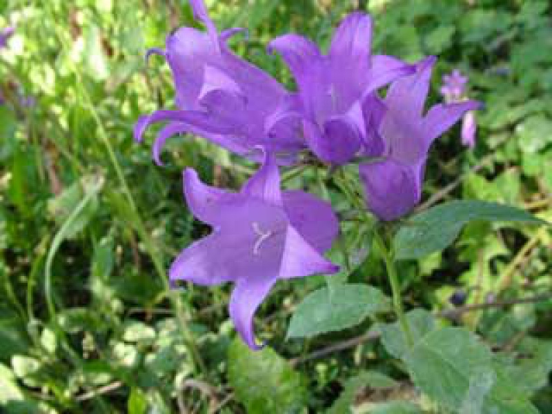 Колокольчик широколистый