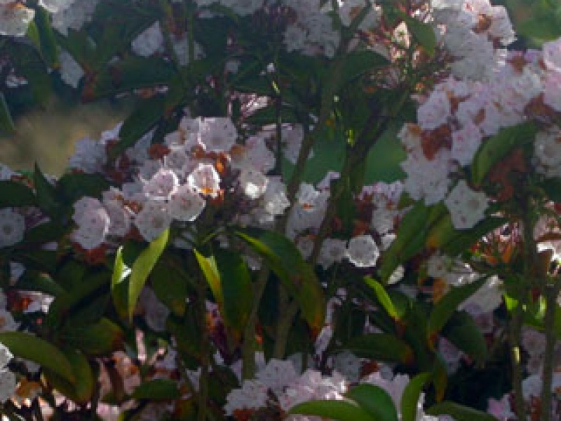Mountain laurel