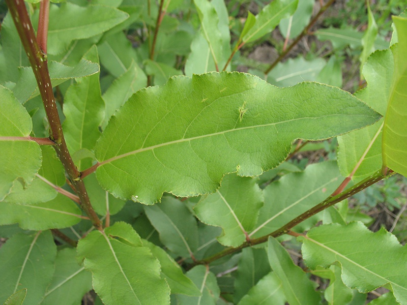 Тополь лавролистный