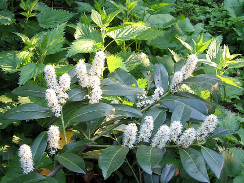 Лавровишня