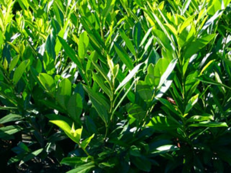 Cherry laurel