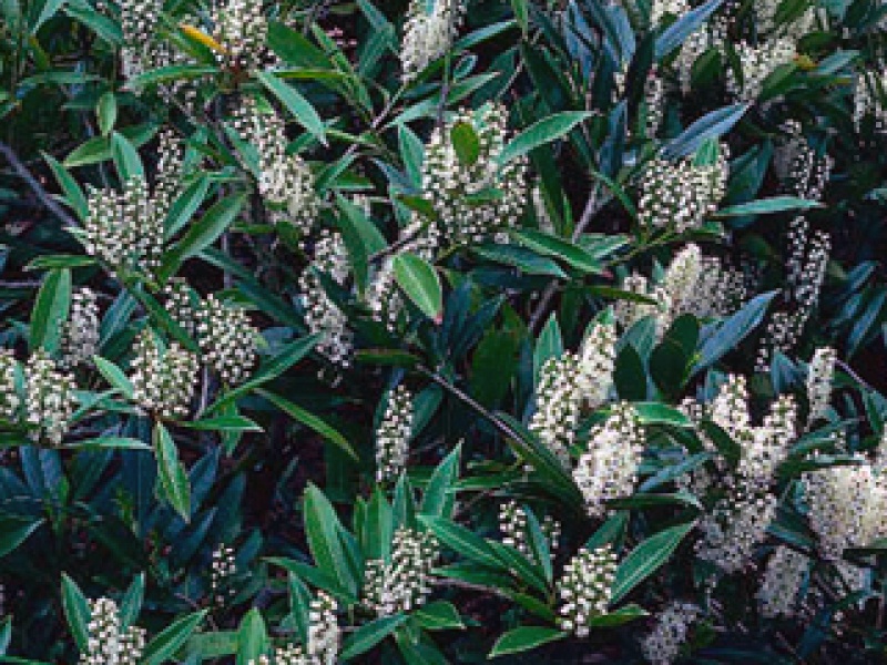 Cherry laurel