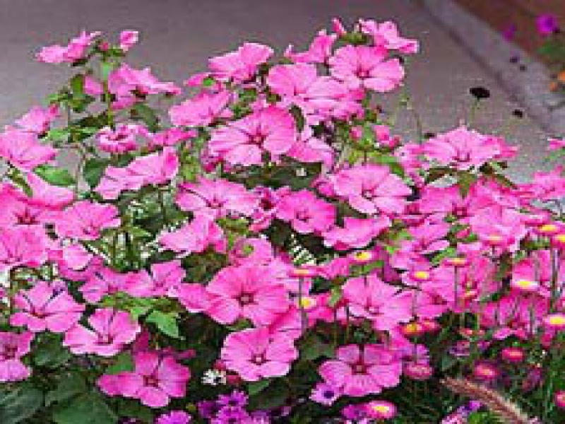 Лаватера или Хатьма