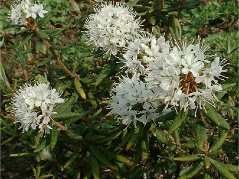 Багульник болотный