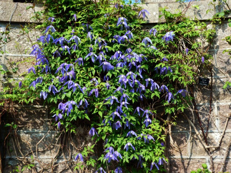 Клематис альпийский