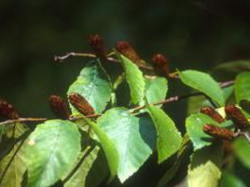 Береза вишневая