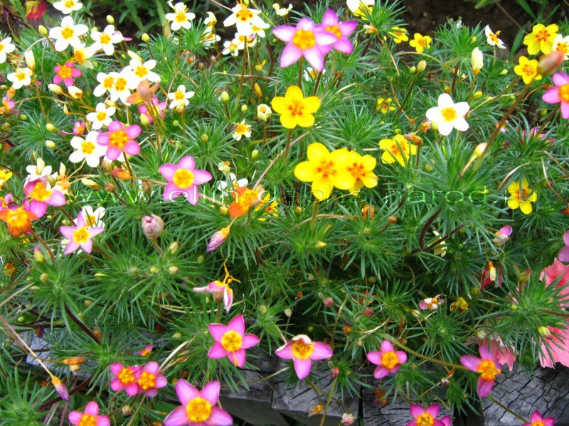 Лептосифон