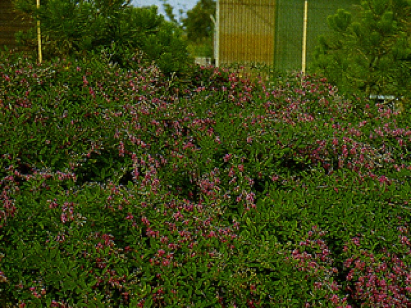 Thunberg's Lespedeza
