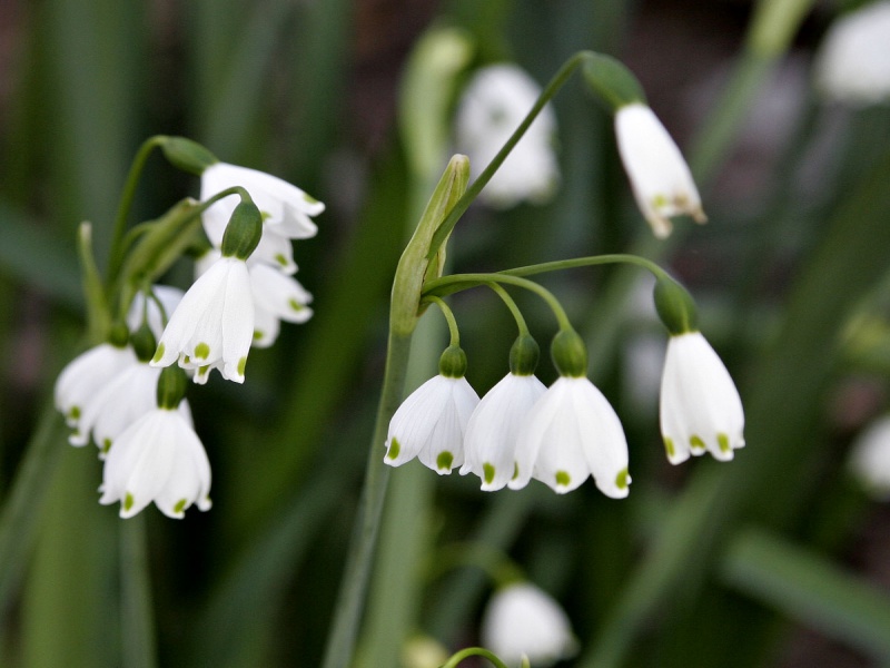 Белоцветник летний