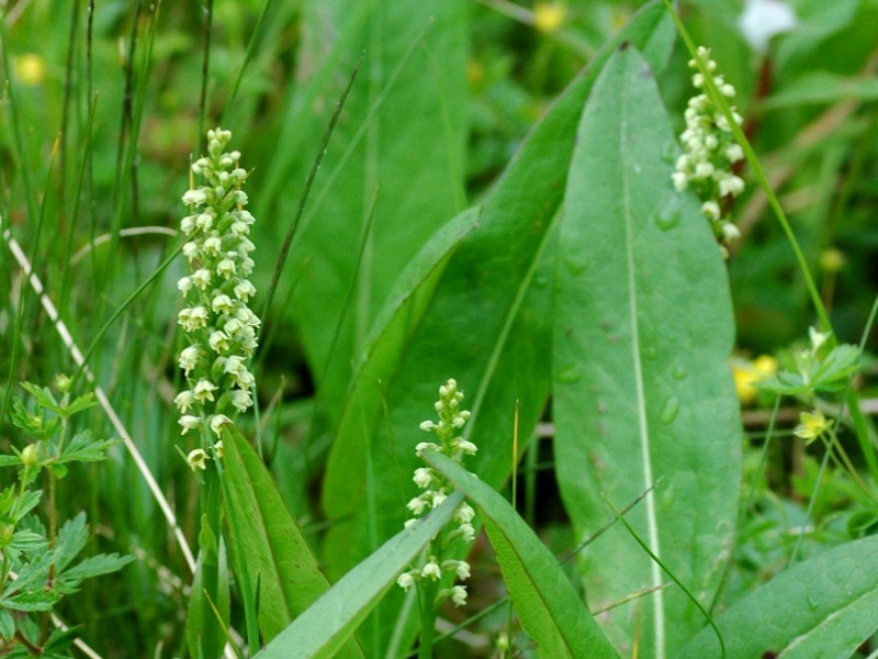 Псевдорхис беловатый