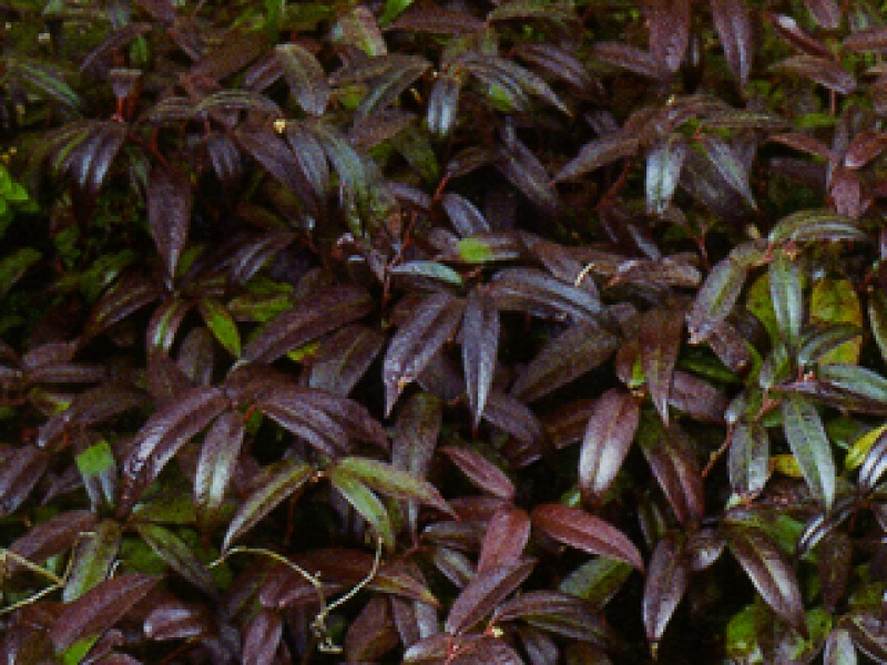 Leucothoe, laurel-leaved leucothoe