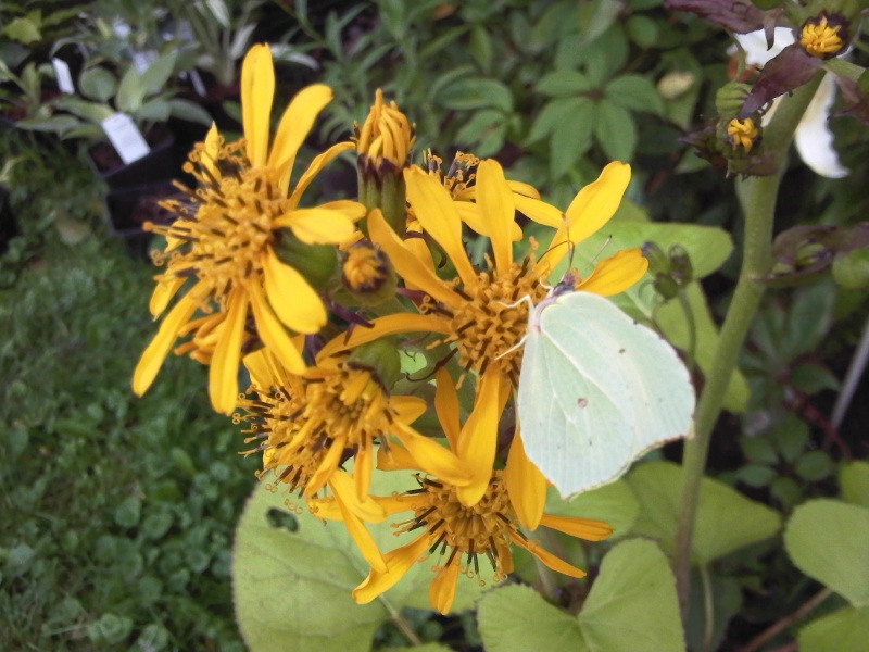 Бузульник (ligula) - описание вида, фотографии, уход, содержание, пересадка, вредители, размножение - Бузульник Ваш Сад