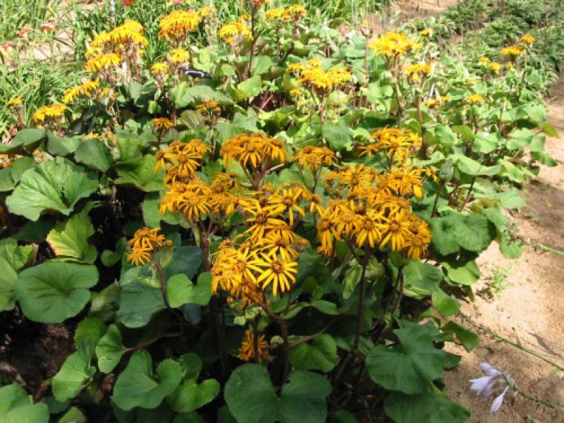 Бузульник зубчатый