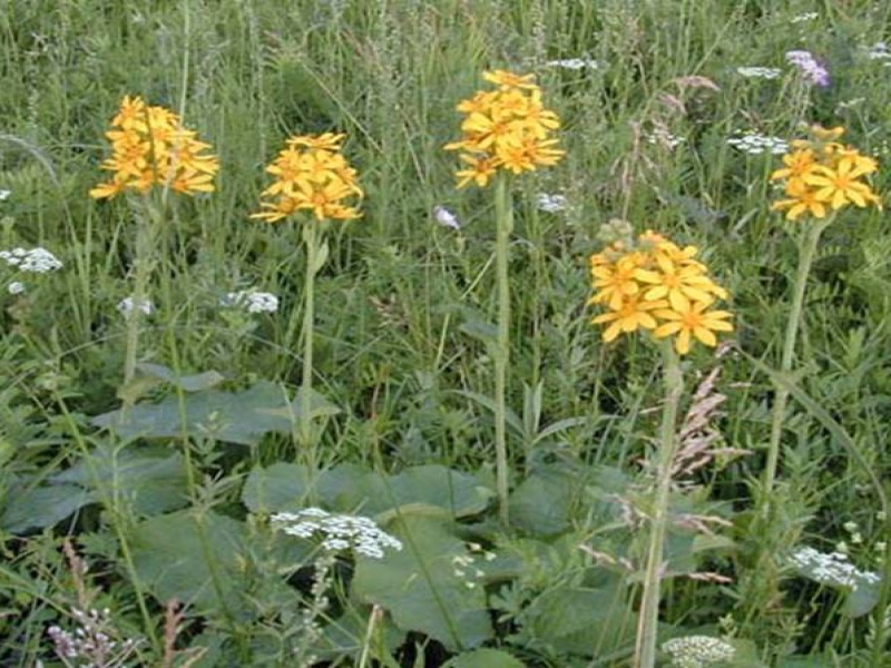 Бузульник Фишера