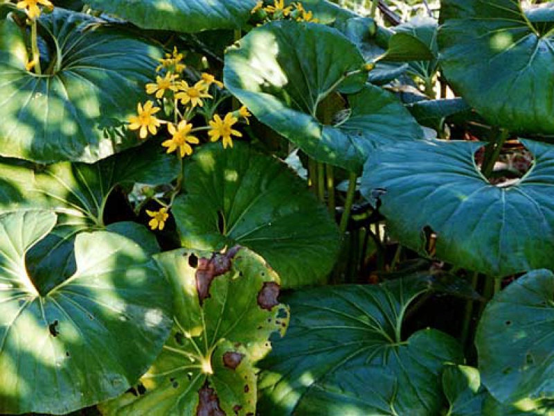 Бузульник Кемпфера