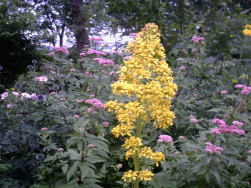 Бузульник крупнолистный