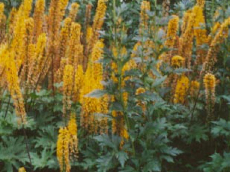 Бузульник Пржевальского