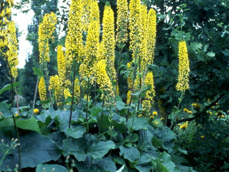 Бузульник сибирский