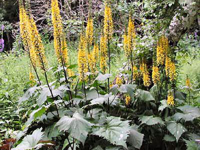 Бузульник узколистный