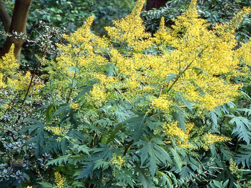 Бузульник тангутский