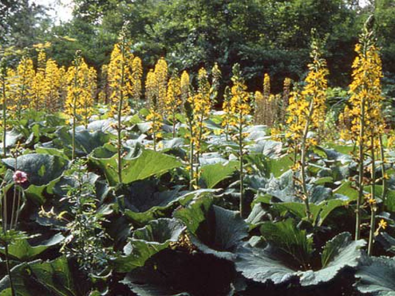 Бузульник Вича