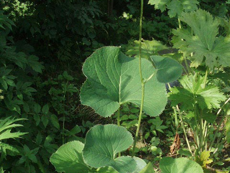 Бузульник Воробьева