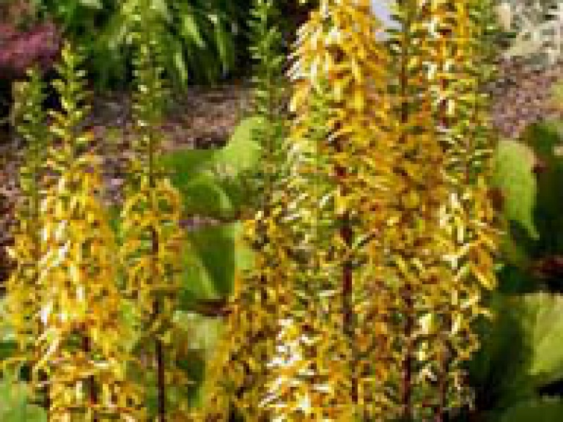 Бузульник Вильсона