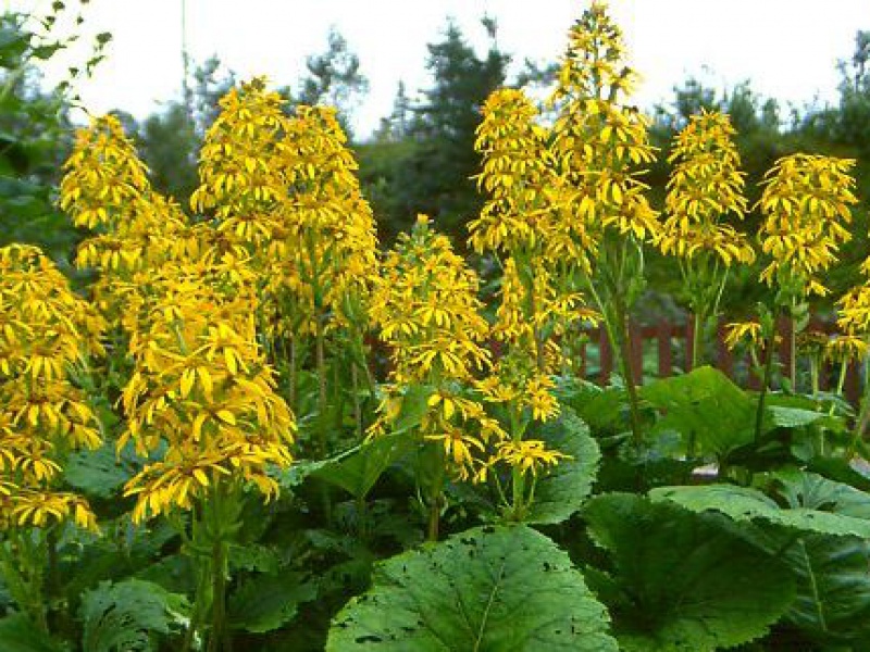 Бузульник Хессей