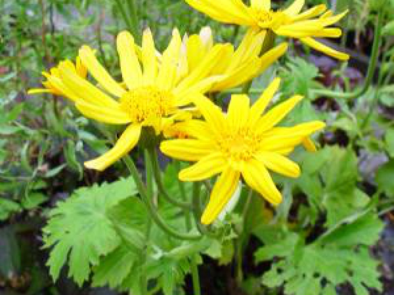 Бузульник пальчатолопастный или дланевидный