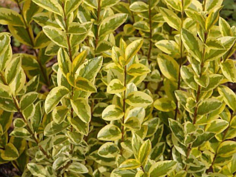 Бирючина овалолистная ‘Ауреум’