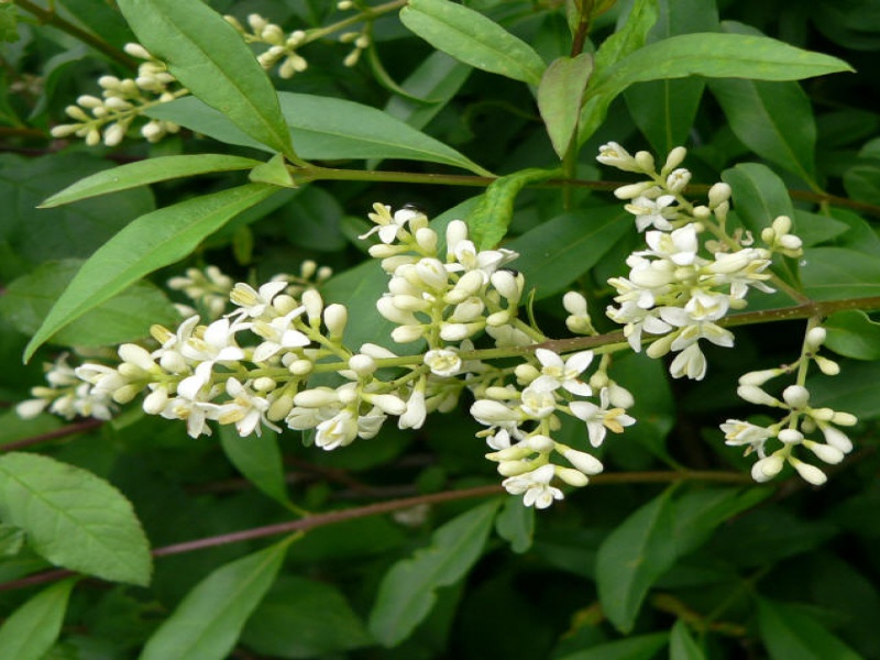 Бирючина обыкновенная