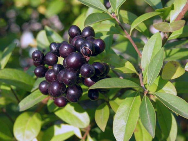 Бирючина обыкновенная «Атровиренс»