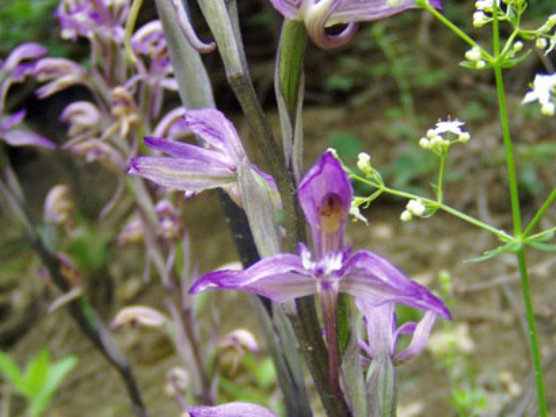 Лимодорум недоразвитый