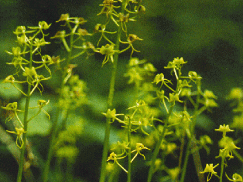 Липарис японский