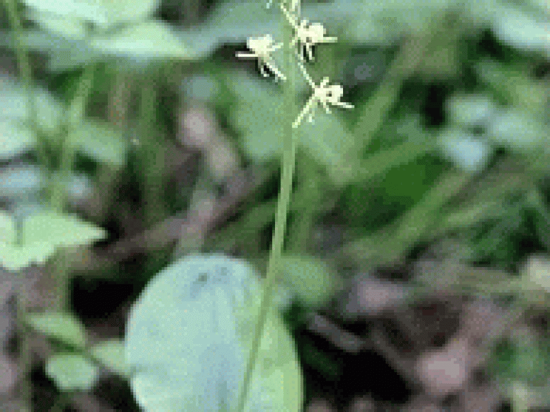 Липарис Кумокири