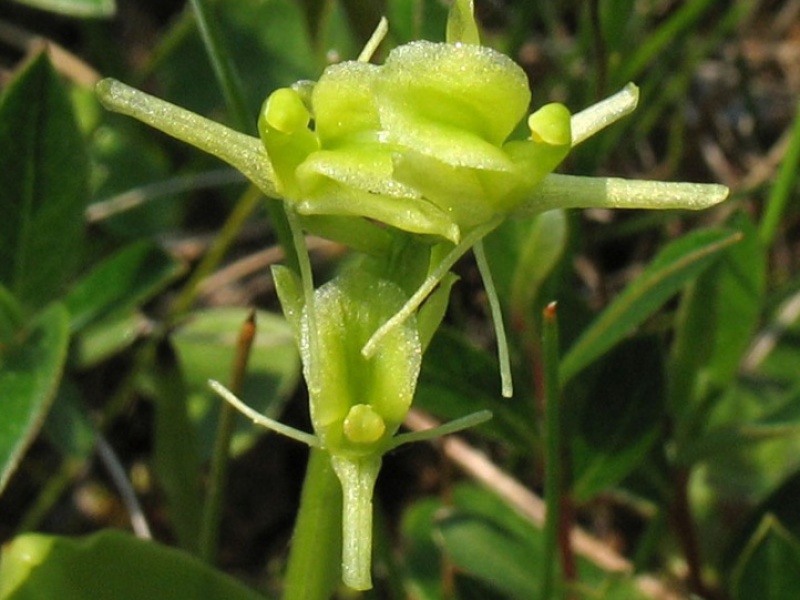 Липарис Лезеля