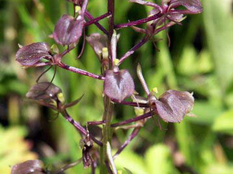 Липарис Макино