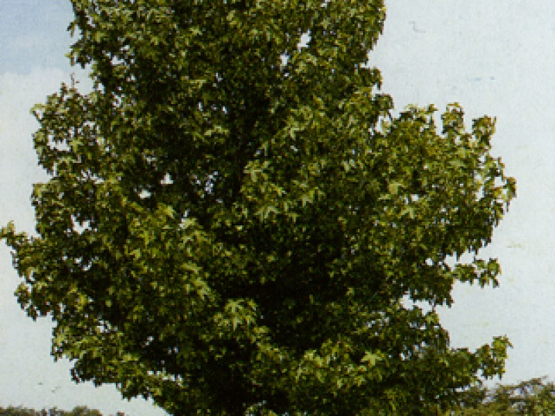 American sweetgum