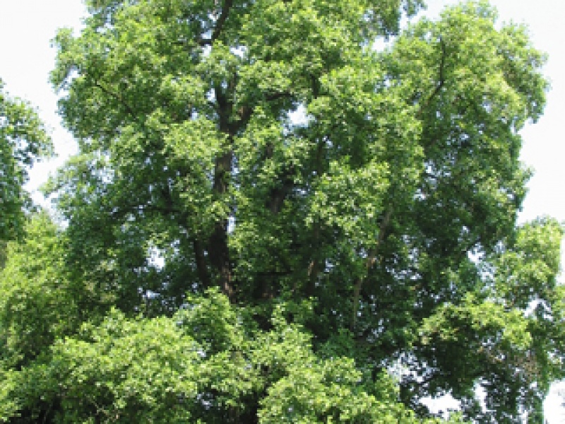 Лириодендрон, тюльпановое дерево