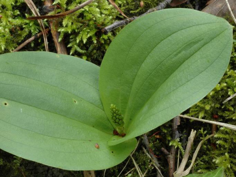 Листера, Тайник