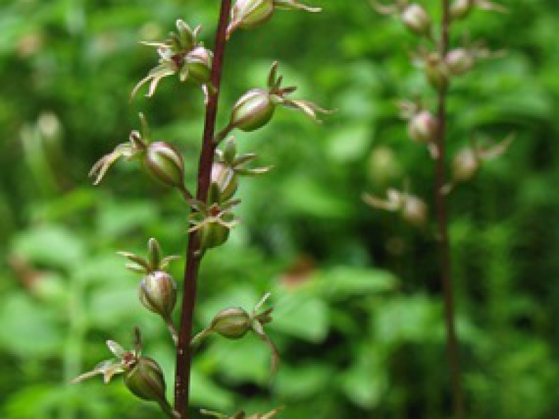 Листера сердцевидная