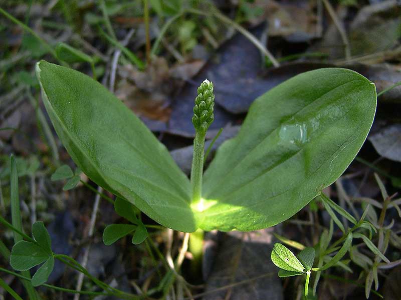 Листера ниппонская
