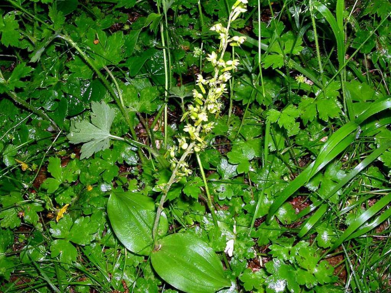 Листера яйцевидная