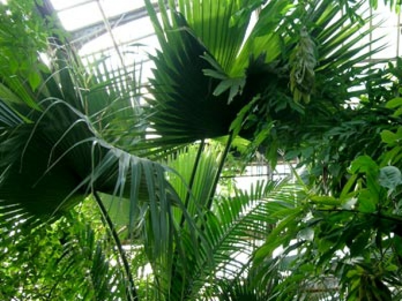 Пальма Ливистона